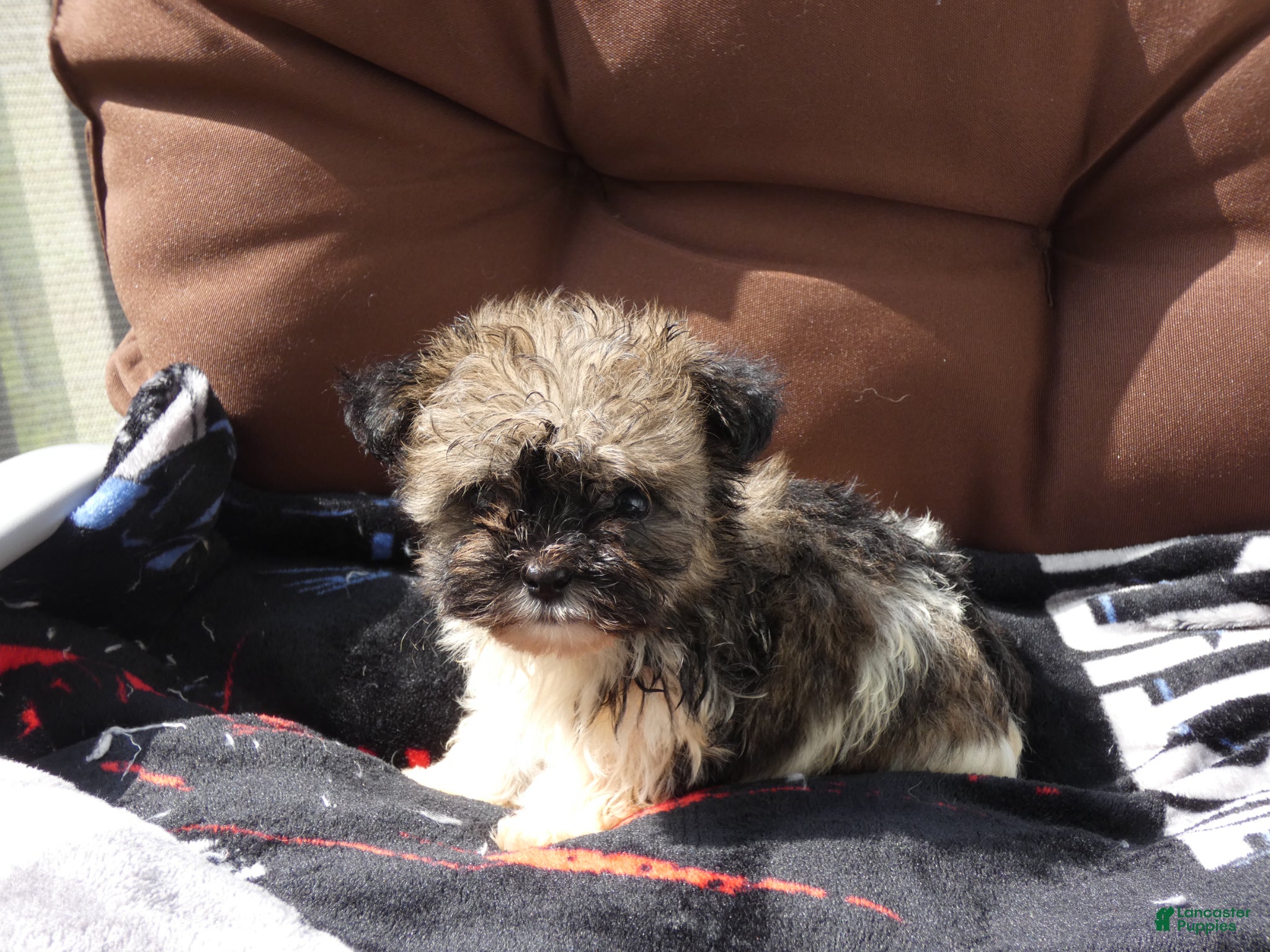 Havanese dogs Rocky-Male - Ad 1