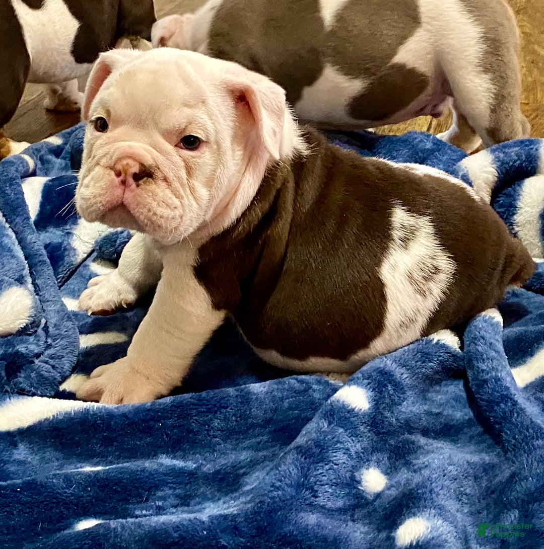 English Bulldog dogs for sale: Archie - Ad 6