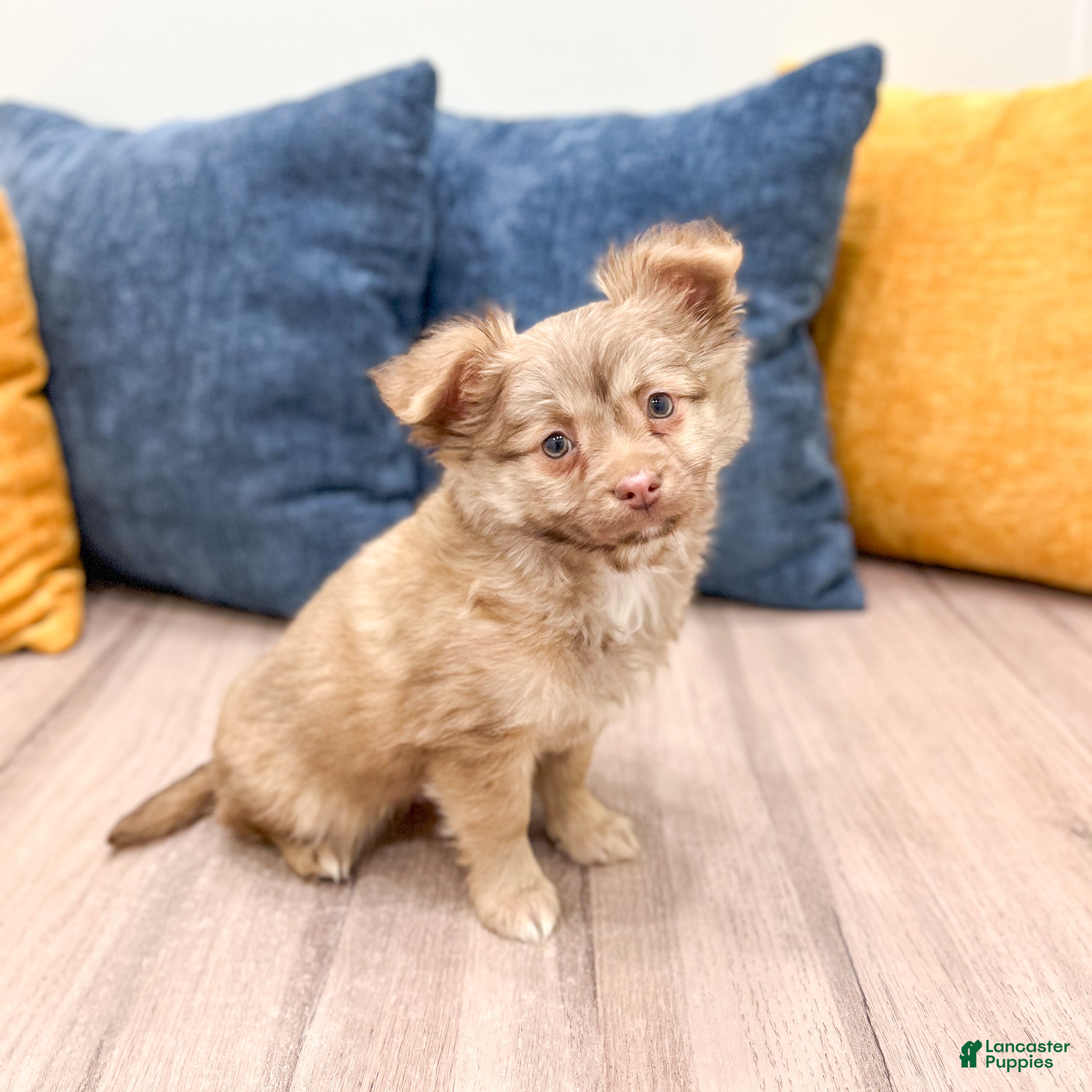 Chihuahua dogs Charlie - Ad 1