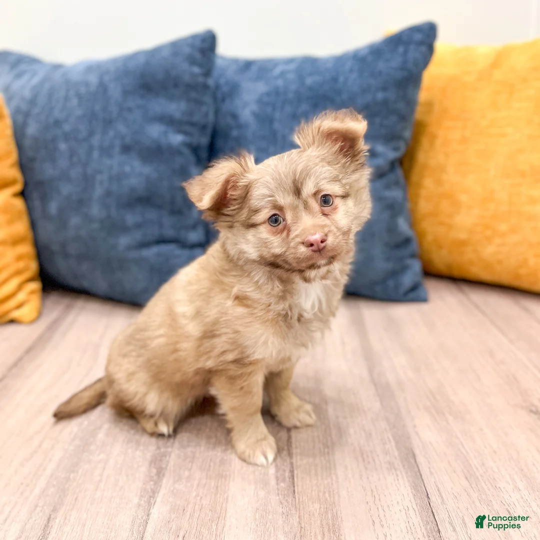 Chihuahua dogs for sale: Charlie - Ad 1