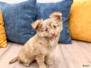 Chihuahua dogs for sale: Charlie - Ad 1