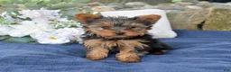 Yorkshire Terrier dogs for sale: Pretzel - Ad 6