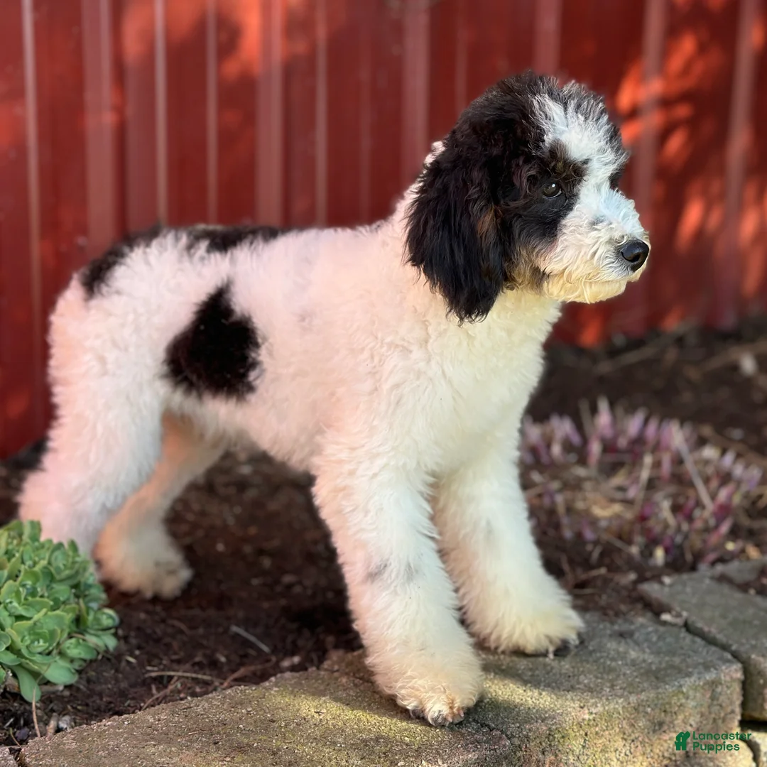 Mini Bernedoodle dogs for sale: Cheryl - Ad 10