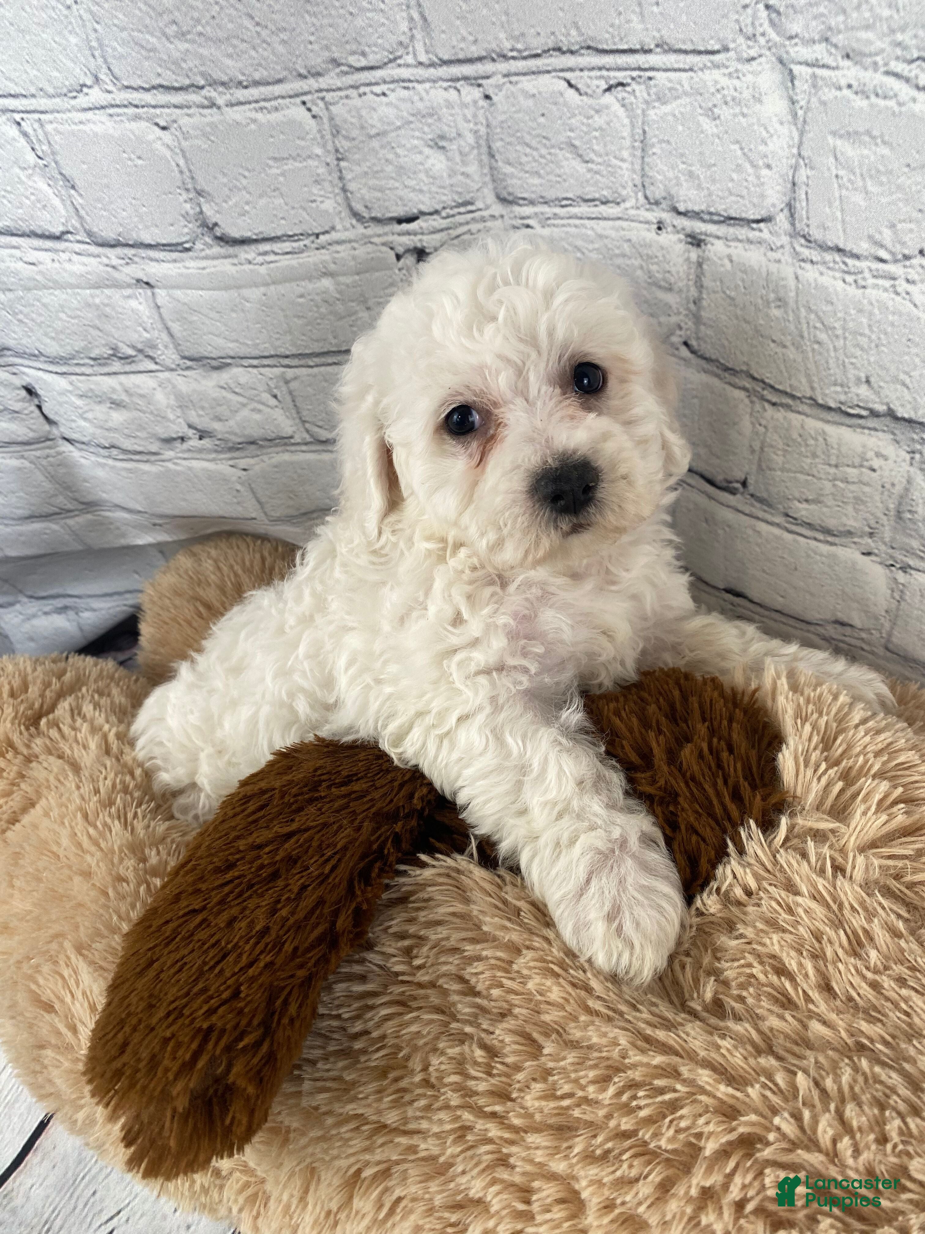 Bichon Frise dogs Annie - Ad 1