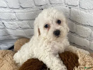 Bichon Frise dogs for sale: Annie - Ad 4