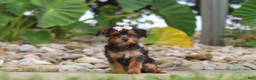 Yorkiepoo dogs for sale: Riot - Ad 1