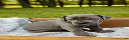 Great Dane dogs for sale: Willington - Ad 11