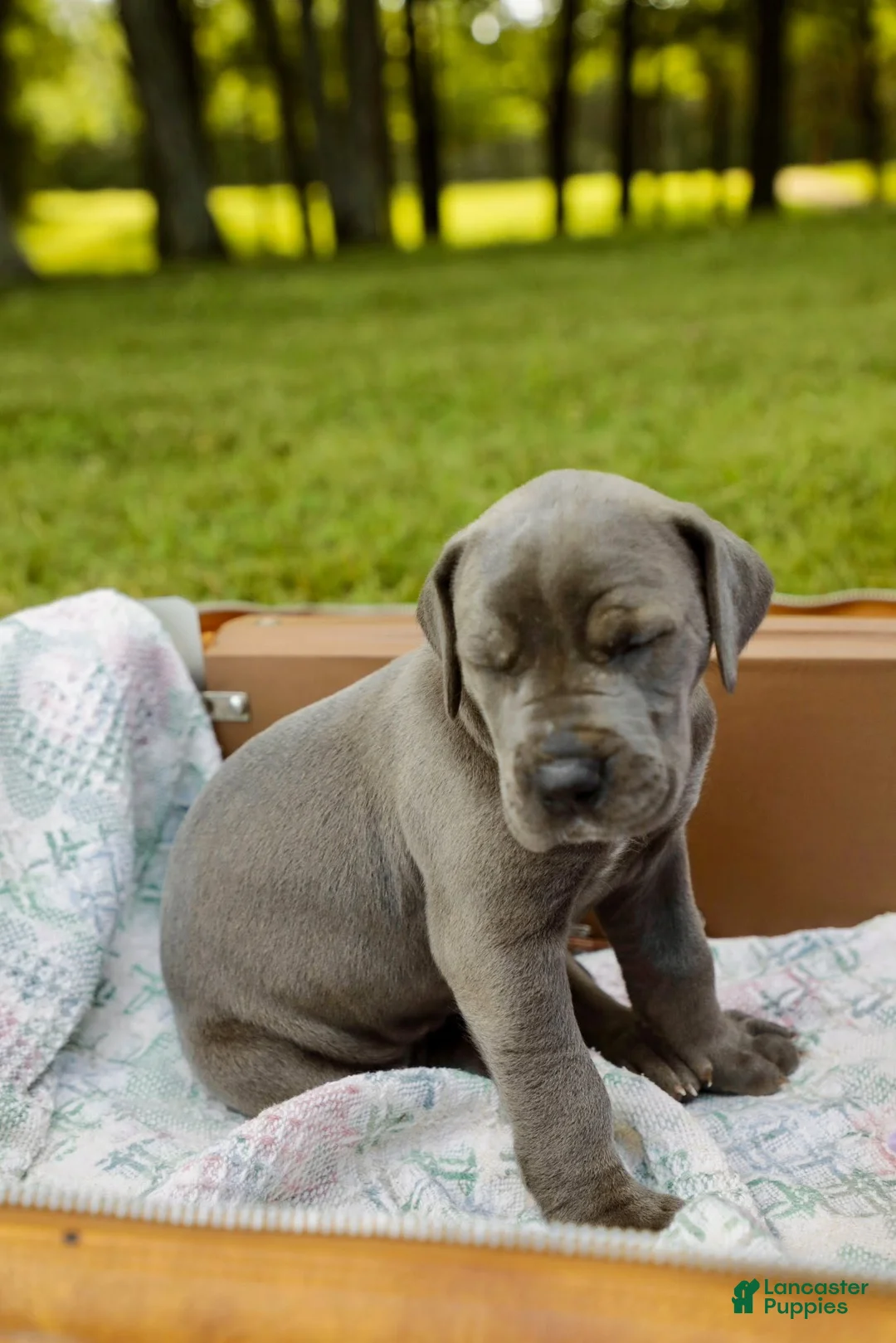 Great Dane dogs for sale: Willington - Ad 11