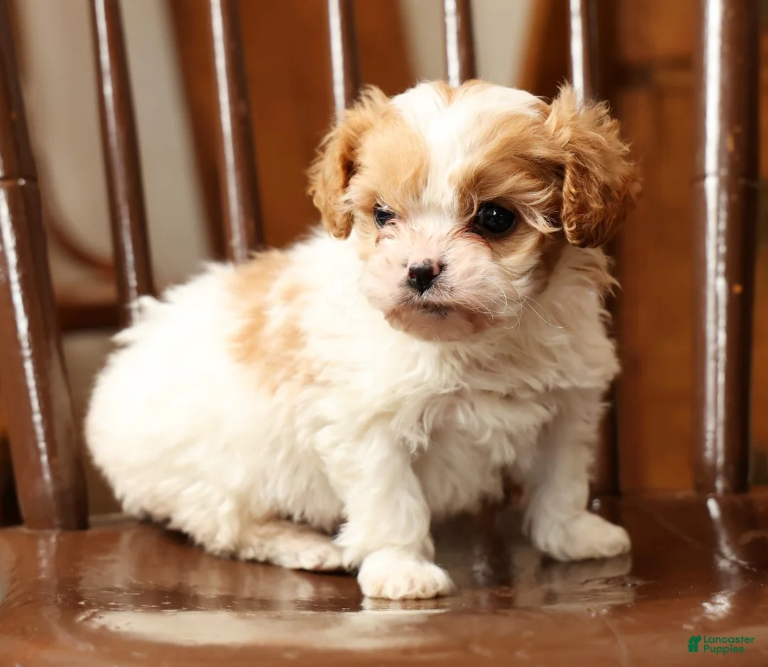 Cavalier King Charles Spaniel dogs for sale: Heidi - Ad 7