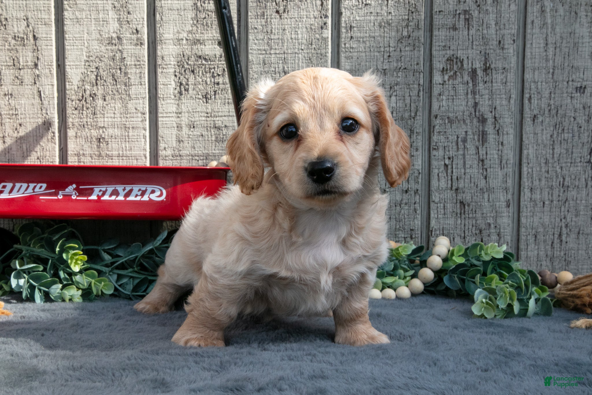 Miniature Dachshund dogs Sandy - Ad 2