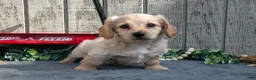 Miniature Dachshund dogs for sale: Sandy - Ad 2