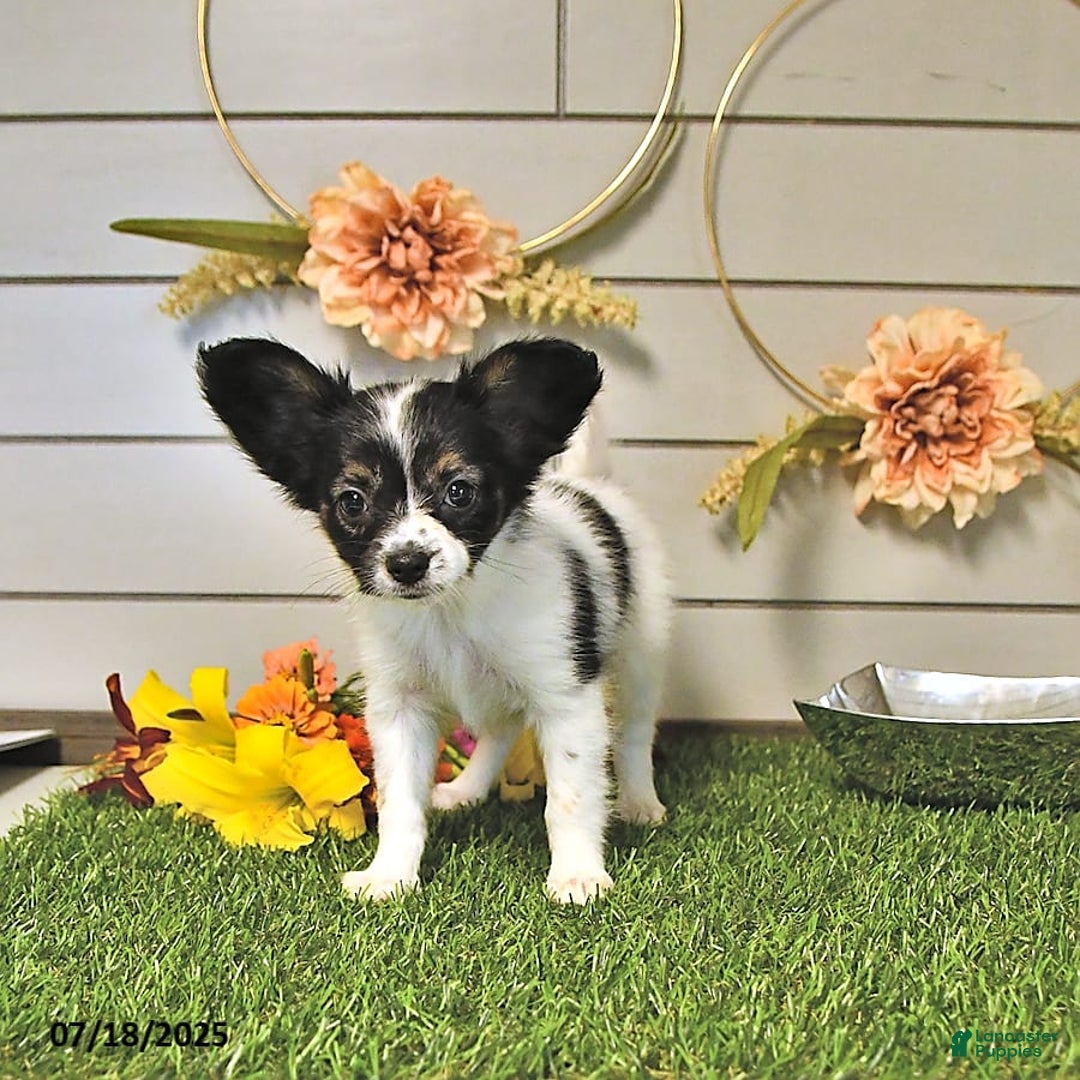 Papillon dogs for sale: Lilah - Ad 15