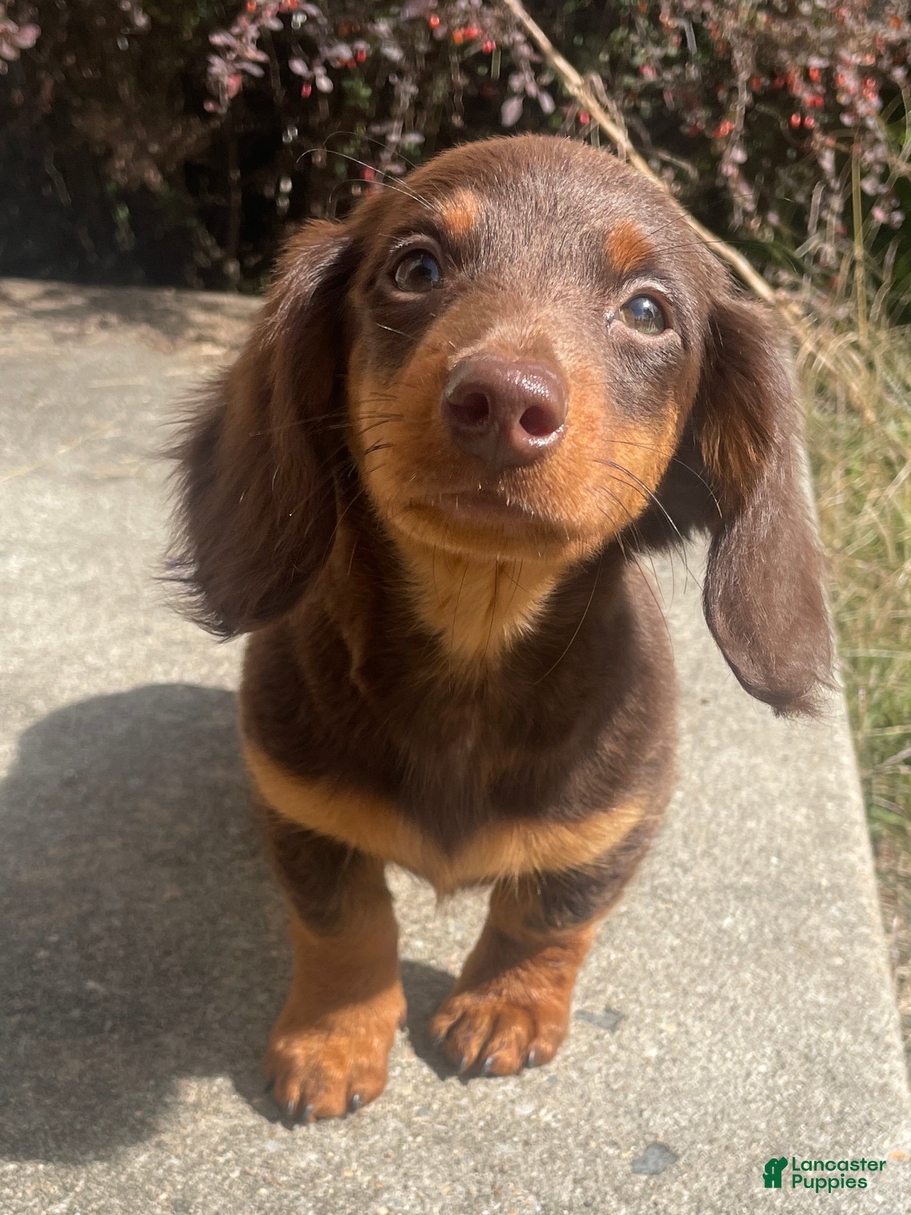Miniature Dachshund dogs for sale: Nutella  - Ad 4