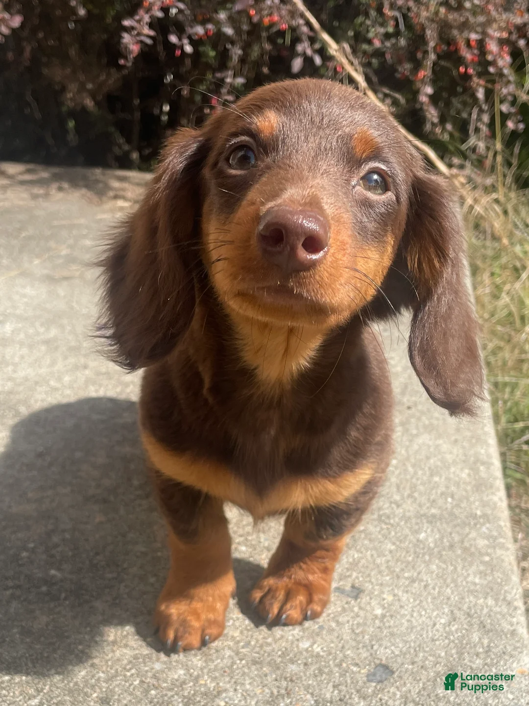 Miniature Dachshund dogs for sale: Nutella  - Ad 1