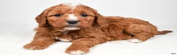 Mini Goldendoodle dogs for sale: Biscuit - Ad 8