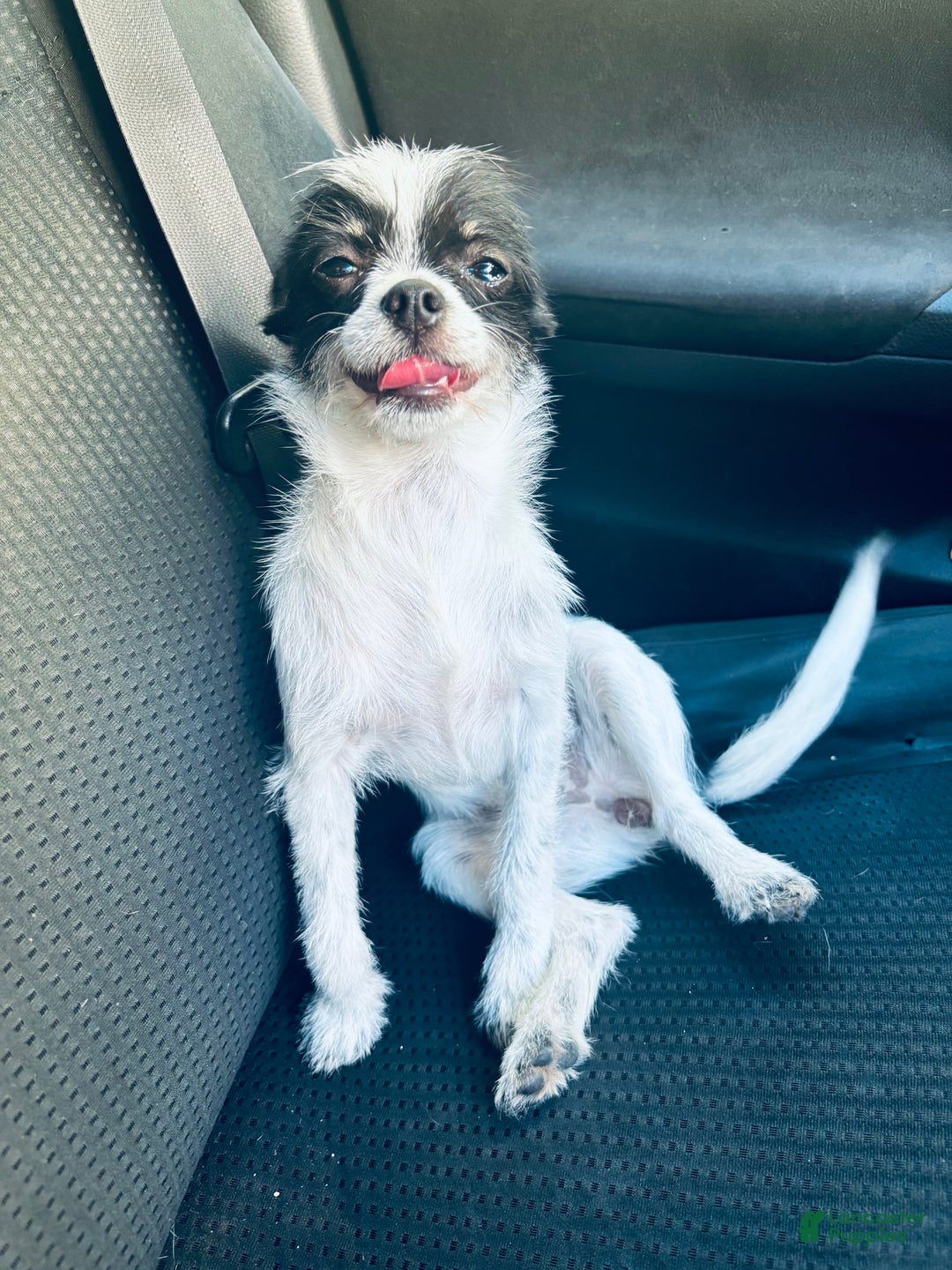 Chihuahua dogs for sale: Chihuahua Puppy 2 - Ad 3