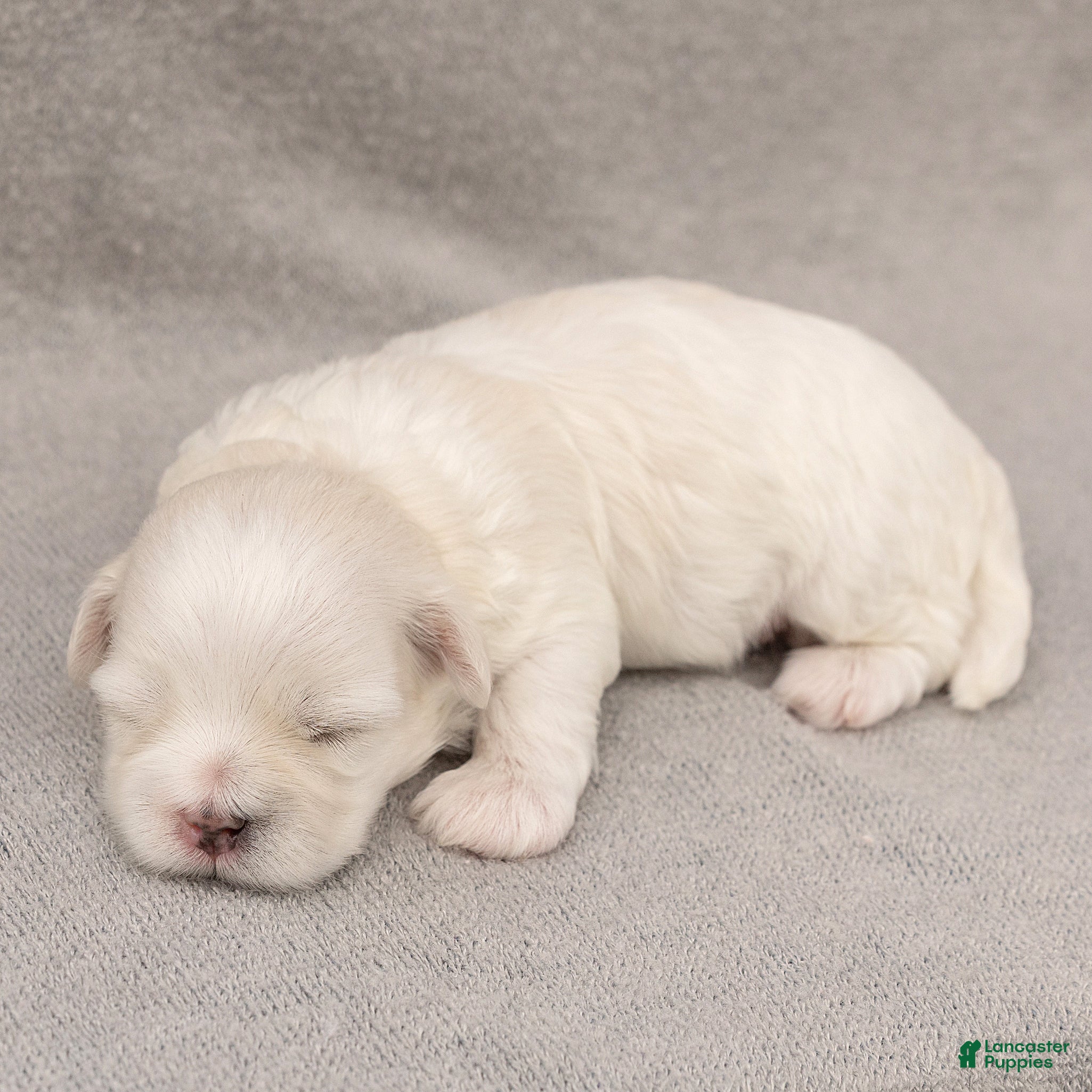 Maltese dogs Leo Maltese  - Ad 1