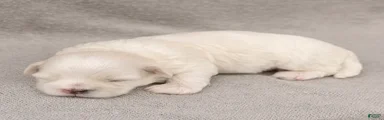 Leo Maltese 