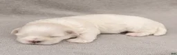 Maltese dogs for sale: Leo Maltese  - Ad 1