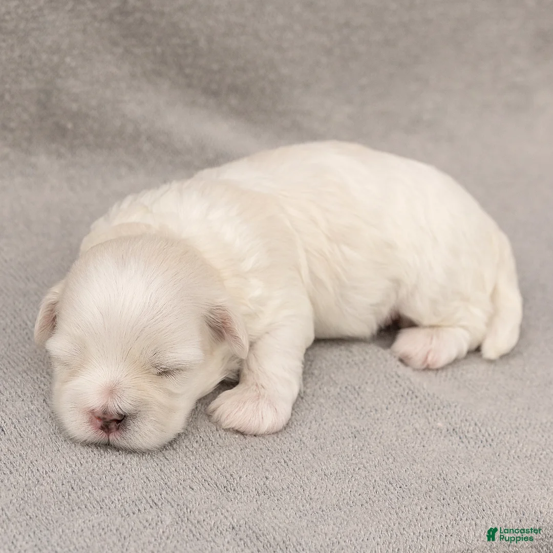 Maltese dogs for sale: Leo Maltese  - Ad 1