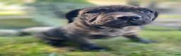 Cane Corso dogs for sale: Jenna - Ad 6