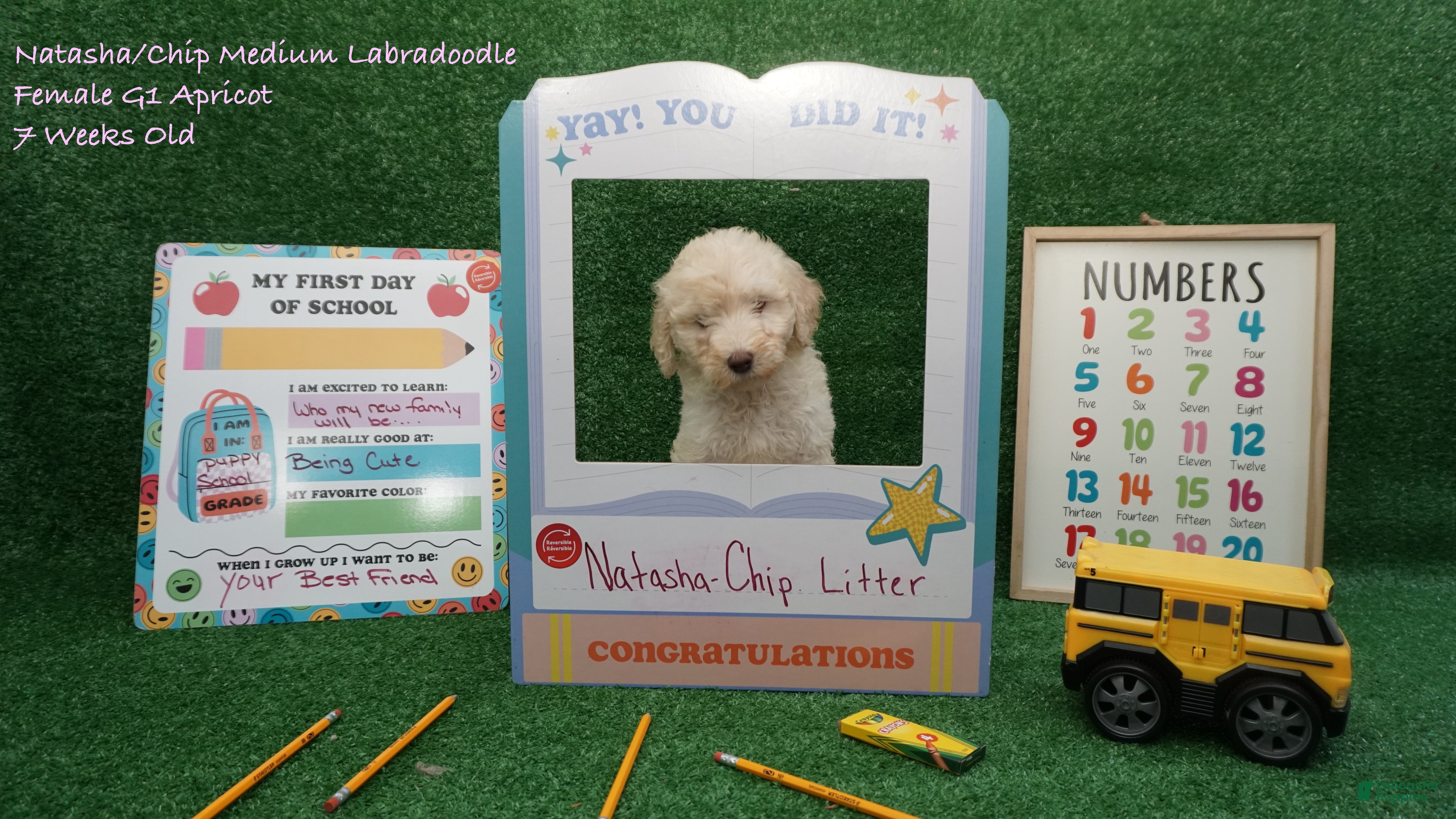 Labradoodle dogs NC G1 Apricot - Ad 1