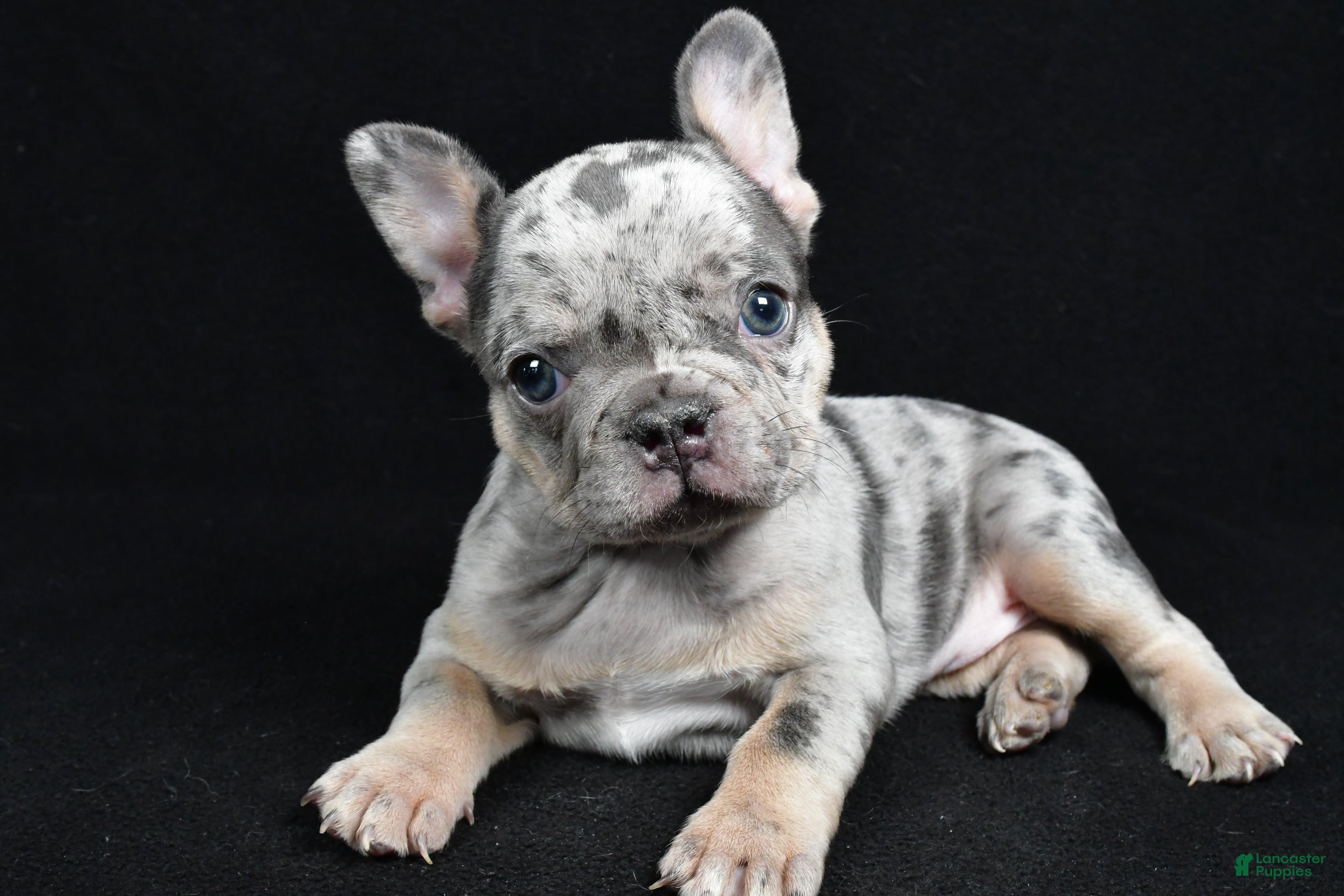 French Bulldog dogs Brooklyn - Ad 2