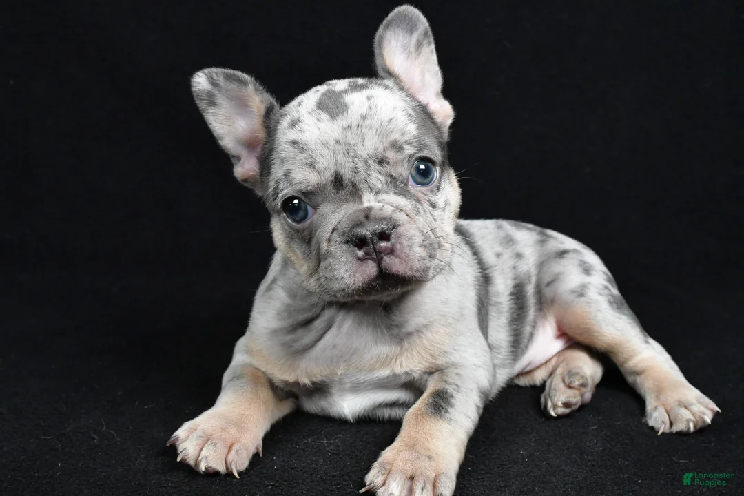 French Bulldog dogs for sale: Brooklyn - Ad 1
