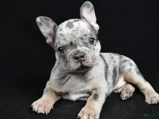 French Bulldog dogs Brooklyn - Ad 2