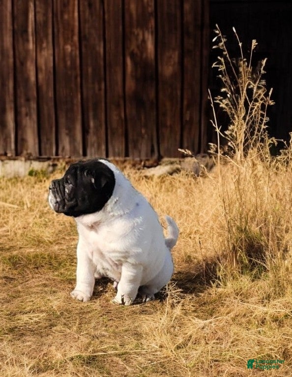 Shar Pei dogs Overo mini  - Ad 3