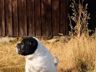 Shar Pei dogs Overo mini - Ad 3