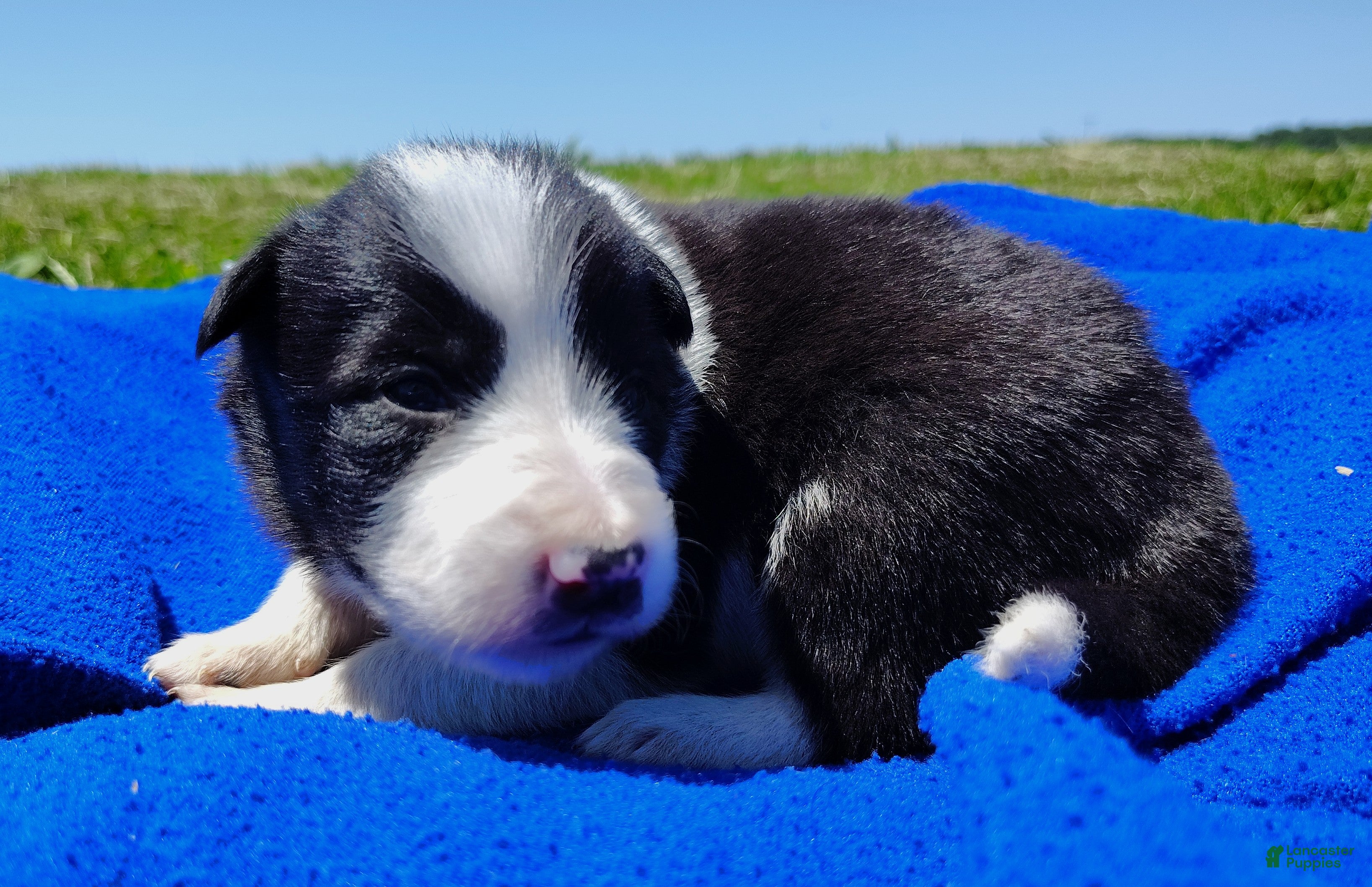 Border Collie dogs Denver - Ad 2