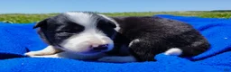 Border Collie dogs for sale: Denver - Ad 4