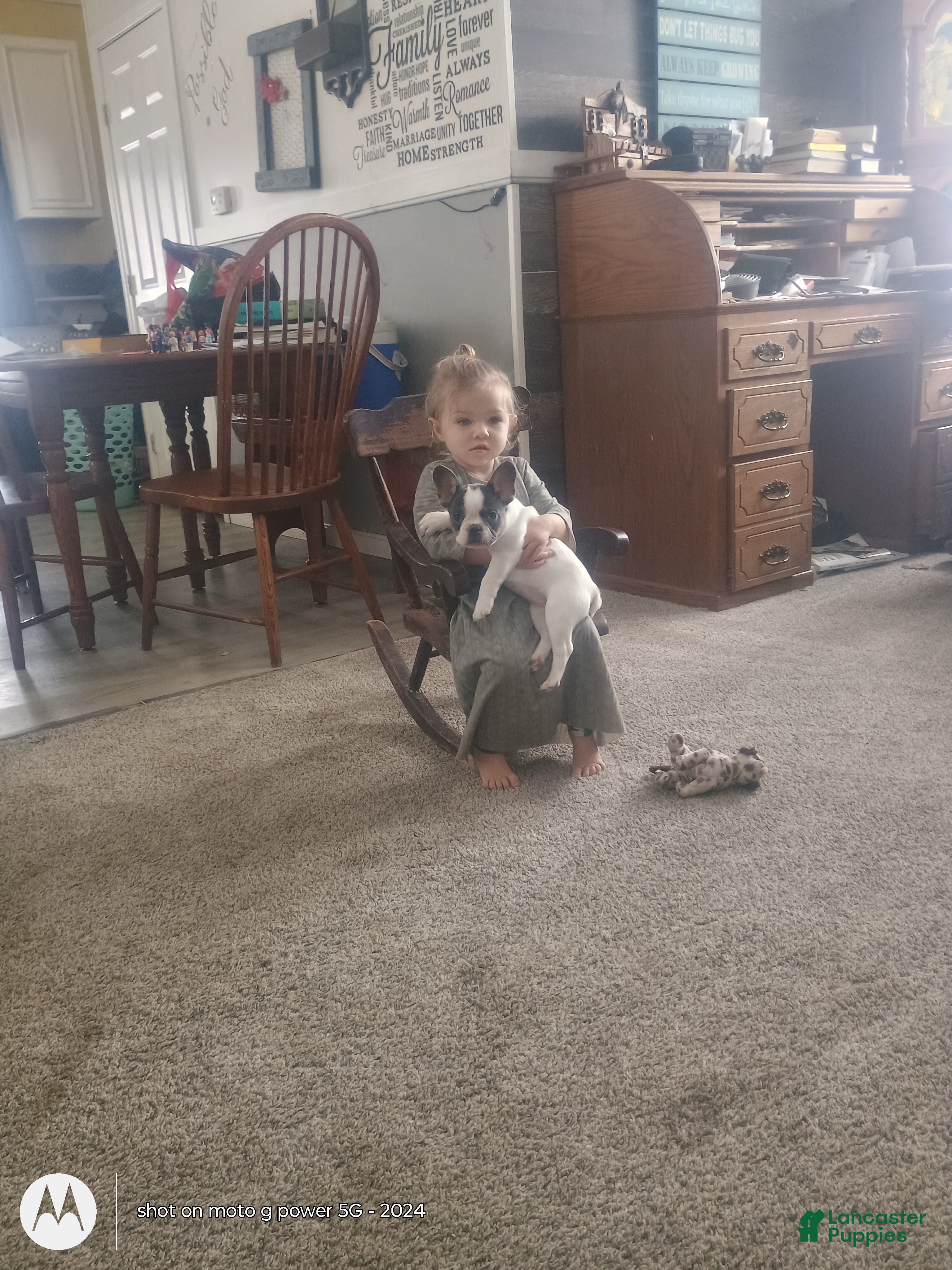 French Bulldog dogs Sasha - Ad 1