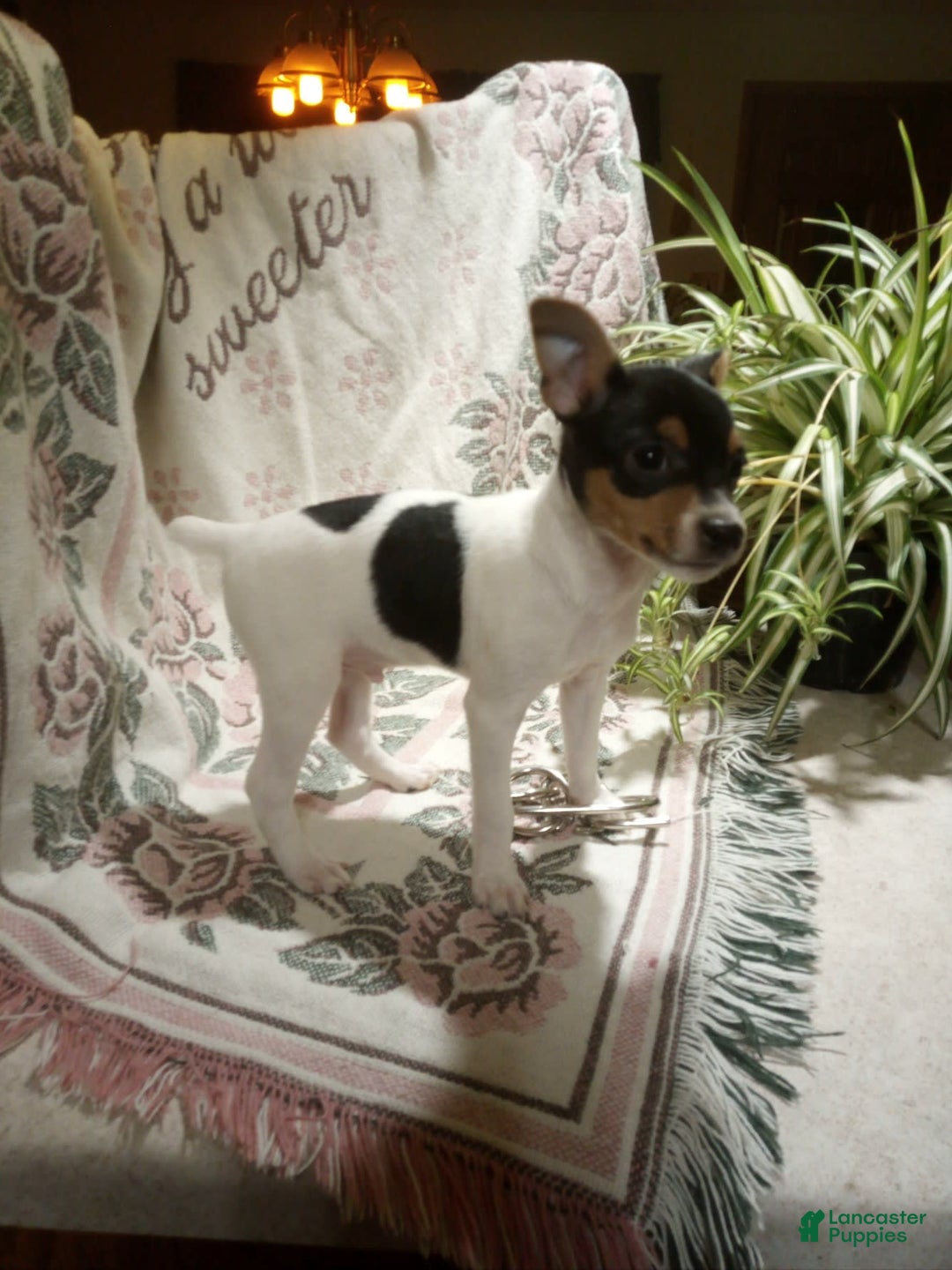 Gallery Image {{count}}