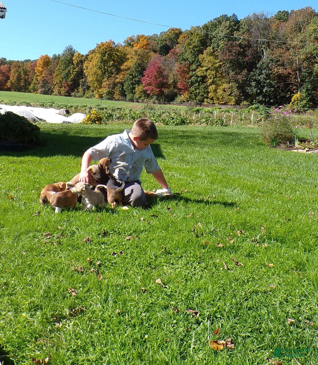 Jug dogs for sale: Cocoa - Ad 2