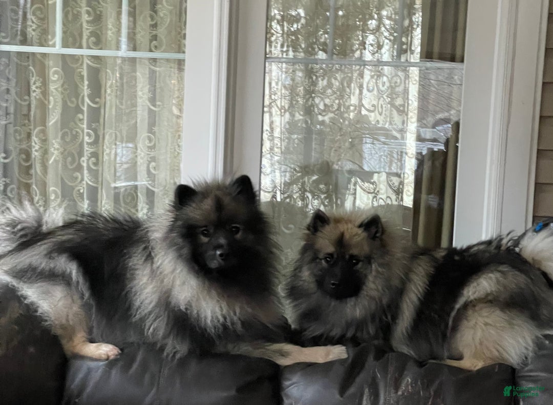Keeshond dogs for sale: Archi - Ad 10
