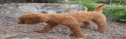 Goldendoodle dogs for sale: Rosie - Ad 5