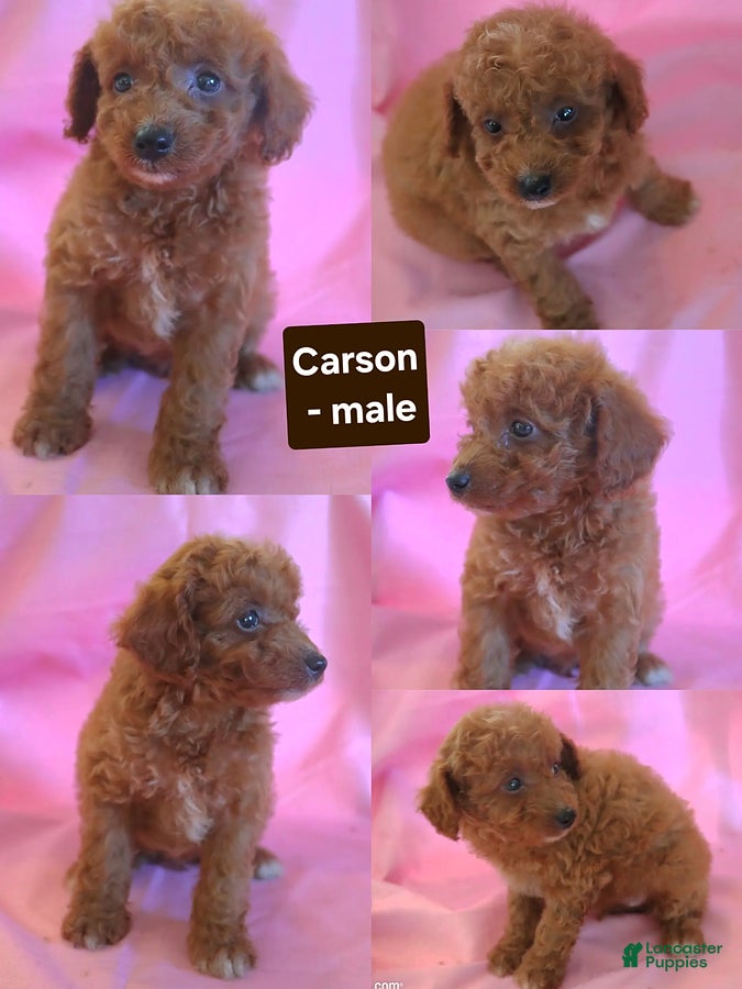 Miniature Poodle dogs Carson - Ad 4