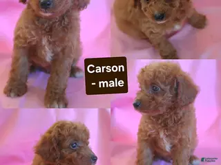 Miniature Poodle dogs Carson - Ad 4