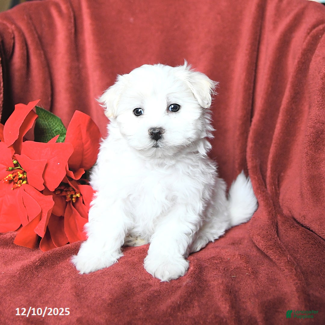 Maltese dogs for sale: Jingles - Ad 3