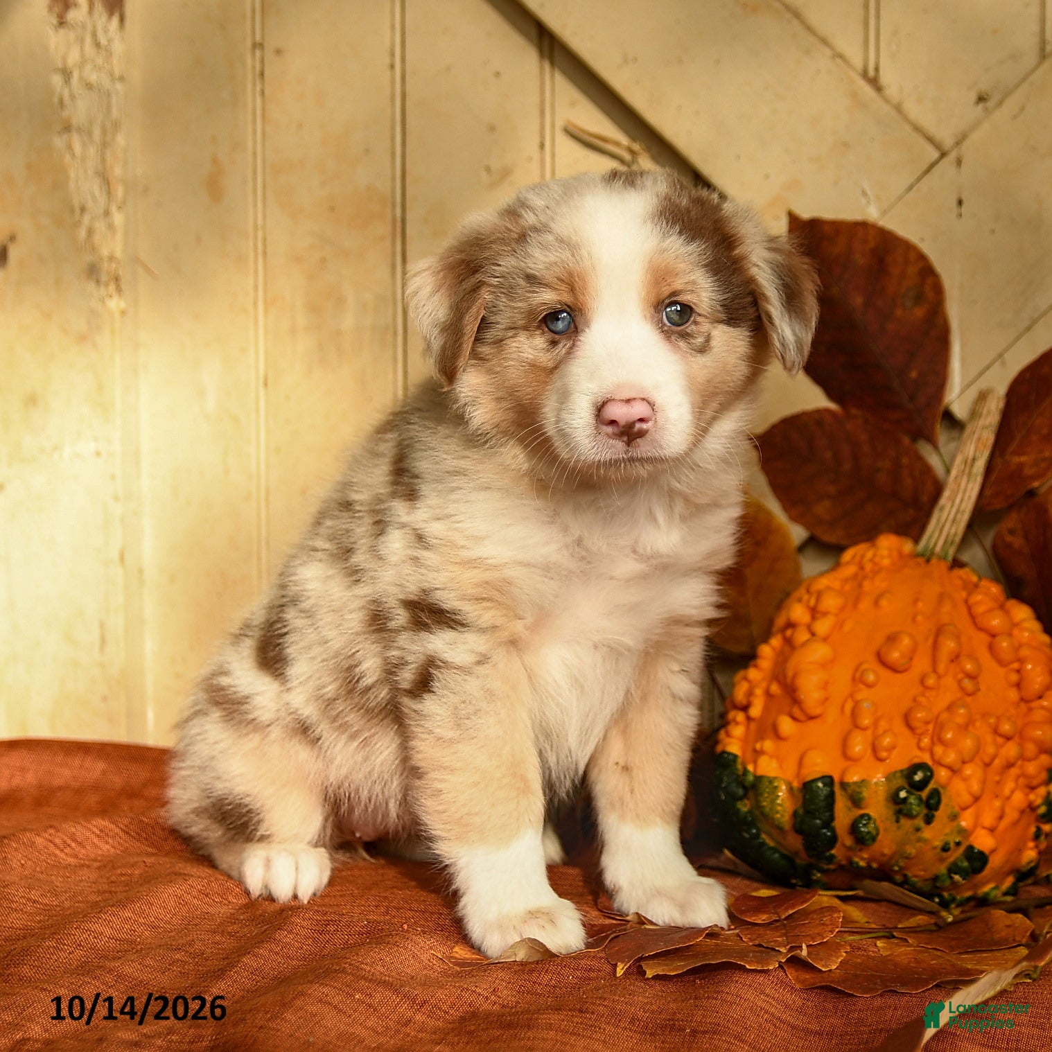 Australian Shepherd dogs for sale: Ginger - Ad 1