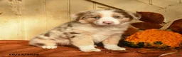 Australian Shepherd dogs for sale: Ginger - Ad 1