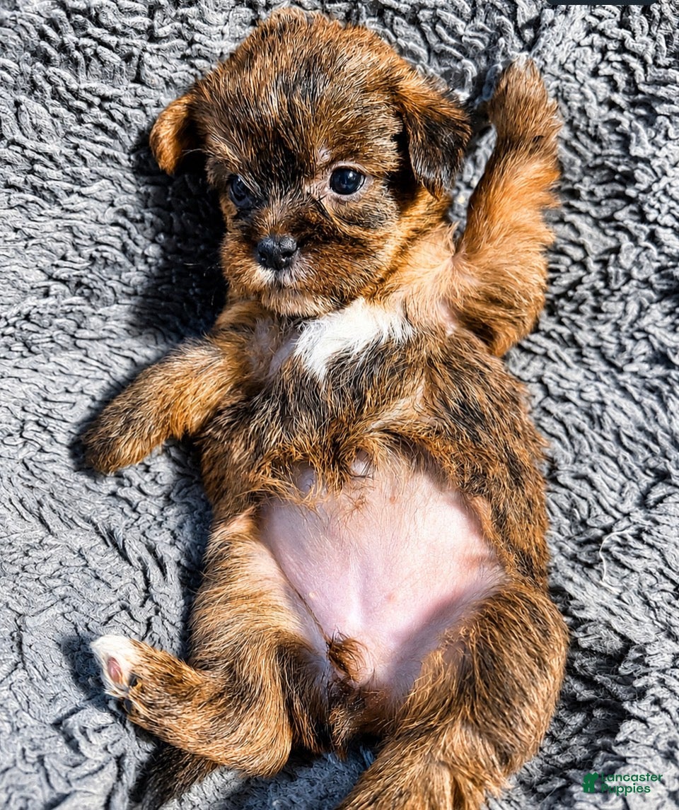 Shorkie dogs Ruby - Ad 23