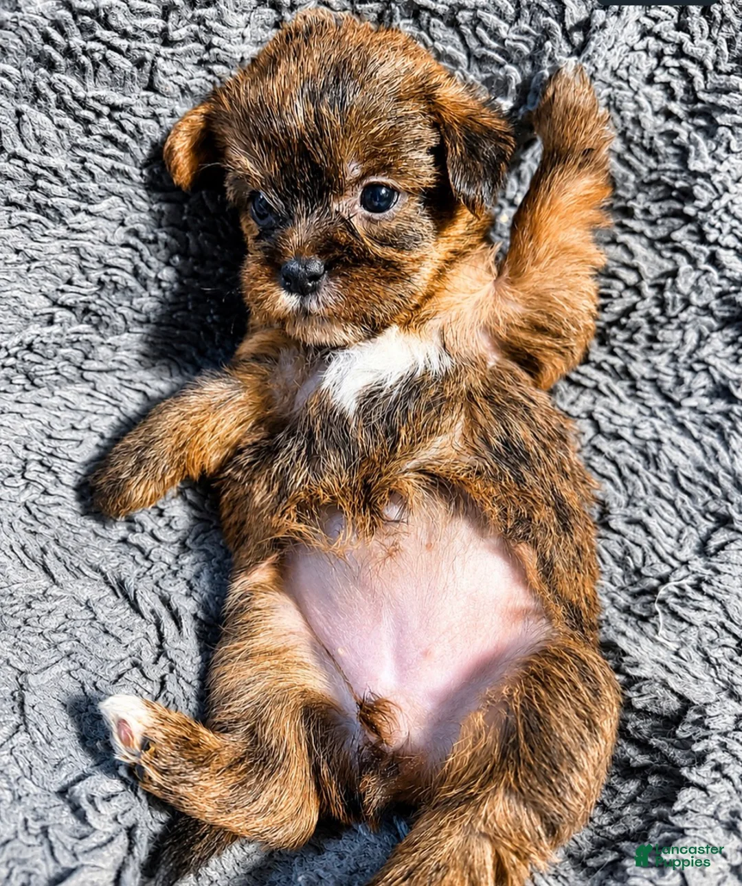 Shorkie dogs for sale: Ruby - Ad 1