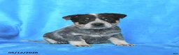 Australian Cattle Dog dogs for sale: Tucker - Ad 3
