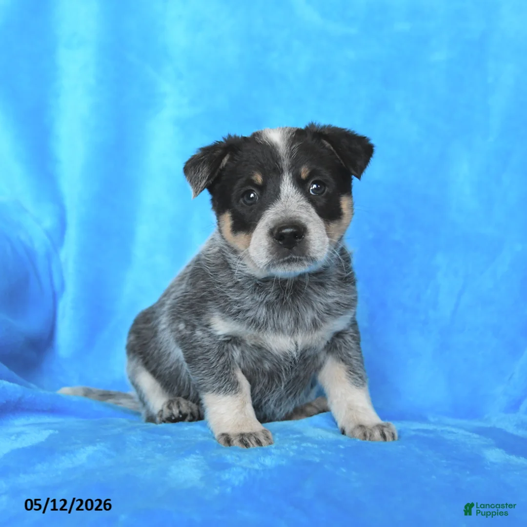Australian Cattle Dog dogs for sale: Tucker - Ad 3