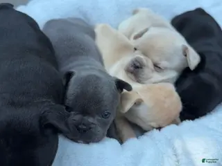 French Bulldog dogs French Bulldog 6 - Ad 4