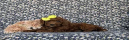 Miniature Poodle dogs for sale: Carla - Ad 4
