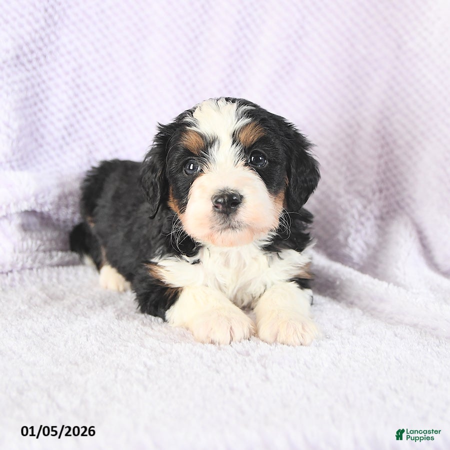 Mini Bernedoodle dogs Victoria - Ad 36